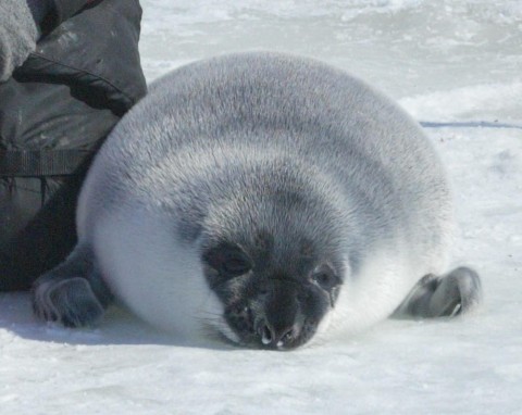 Hooded Seal