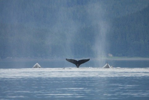 Blue Whale