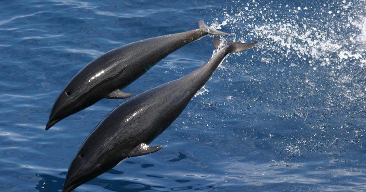 Northern Rightwhale dolphin