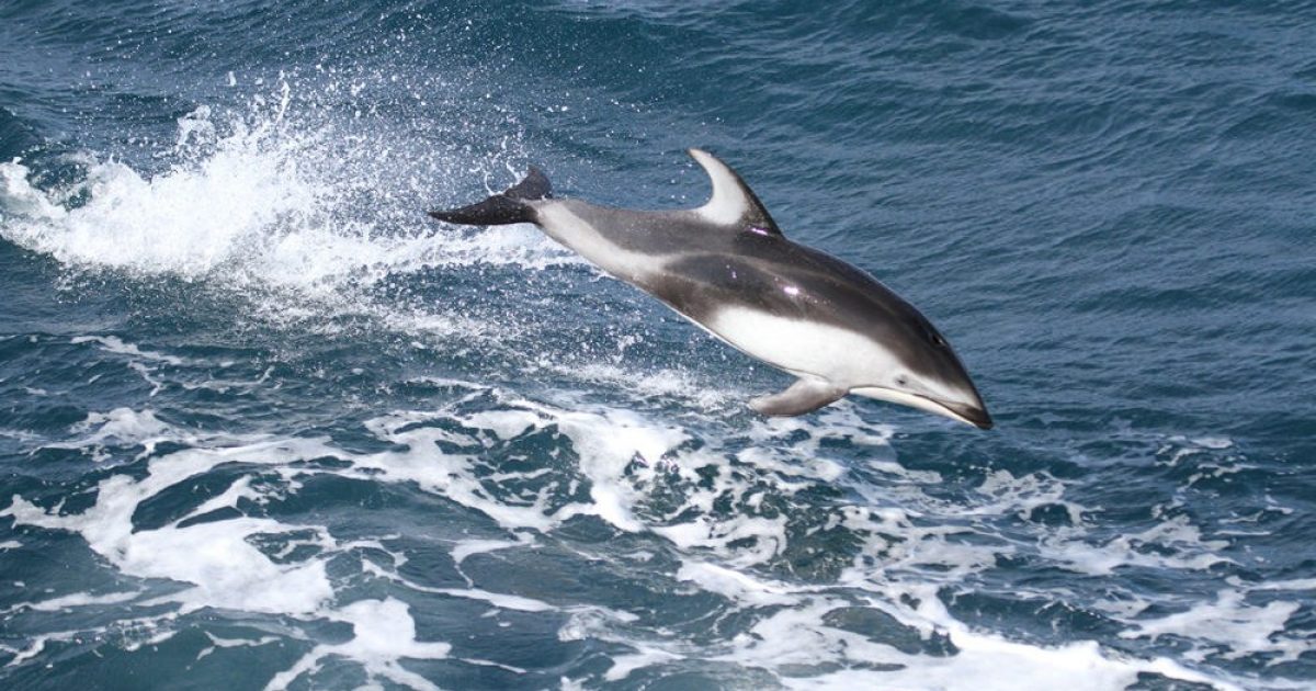 Pacific Whitesided Dolphin