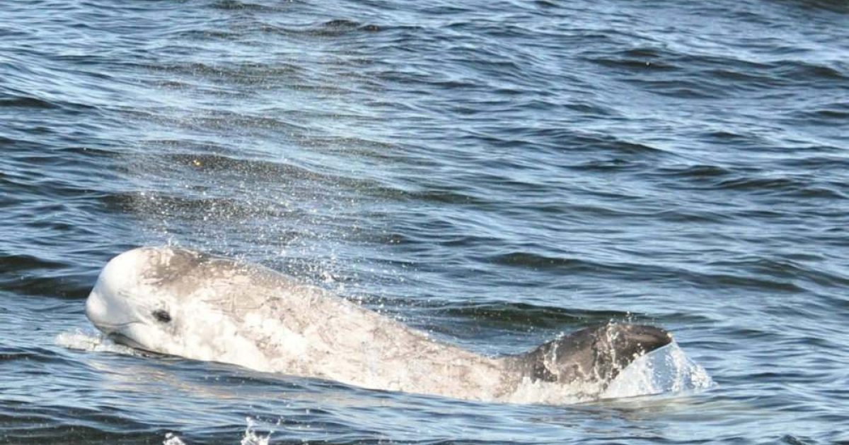 Risso's Dolphin