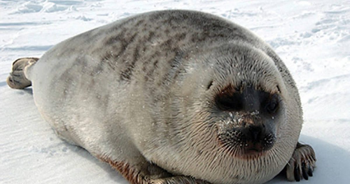 Ringed Seal