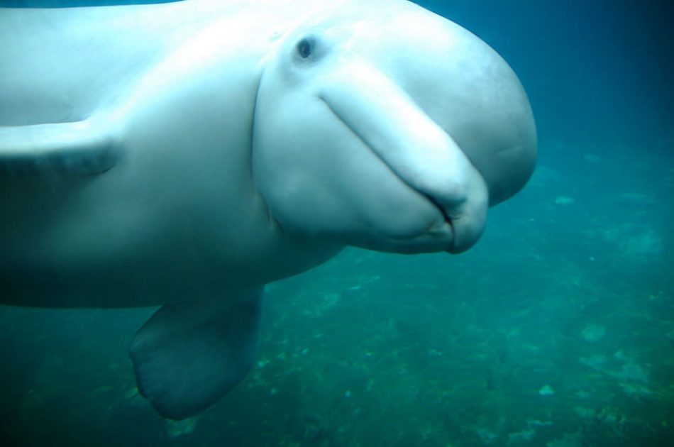Beluga Whales Eating Habits