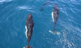 Marine mammals Dalls Porpoise