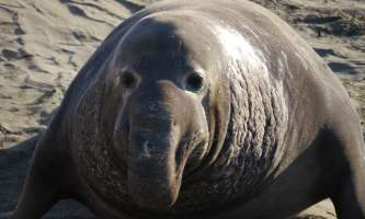 Marine mammals Elephant Seal01