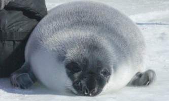 Marine mammals Hooded Seal
