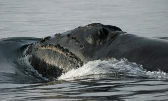Marine mammals North Pacific Right Whale