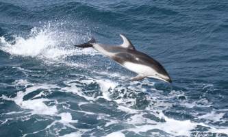 Marine mammals Pacific White sided Dolphin 01