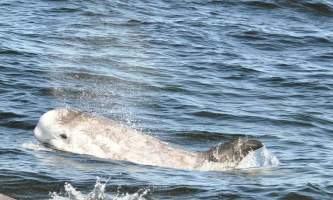 Marine mammals Rissos Dolphin