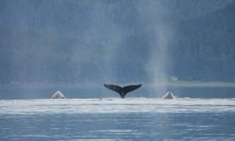 Marine mammals blue whale