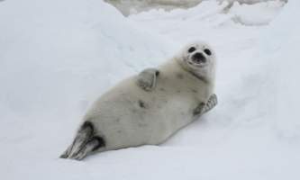 Marine mammals harp seal ALL RIGHTS RESERVED