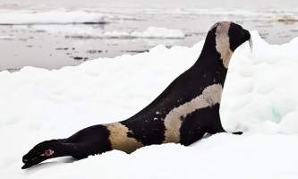 Marine mammals ribbon seal