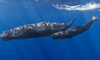 Marine mammals sperm whale