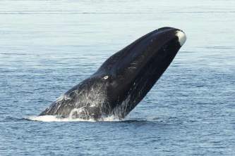 Marine mammals Bowhead Whale