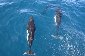 Marine mammals Dalls Porpoise