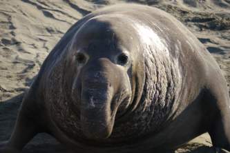 Marine mammals Elephant Seal01