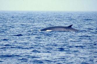 Marine mammals Fin Whale