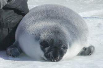 Marine mammals Hooded Seal