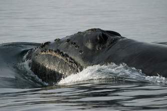 Marine mammals North Pacific Right Whale