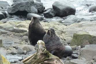 Marine mammals Northern Fur Seal01 Don Robyn Henise