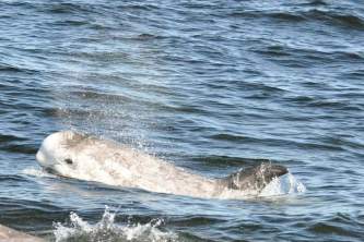 Marine mammals Rissos Dolphin