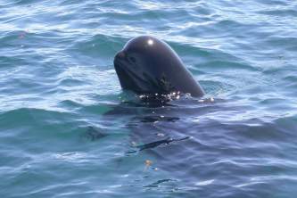 Marine mammals Short finned Pilot Whale