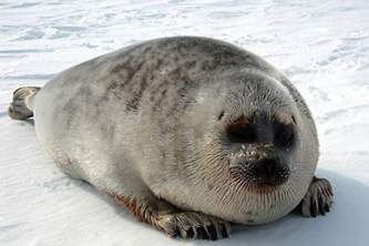 Marine mammals ringed seal 01