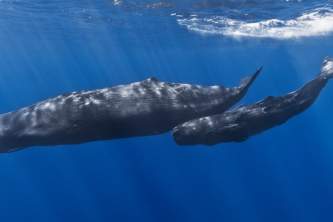 Marine mammals sperm whale