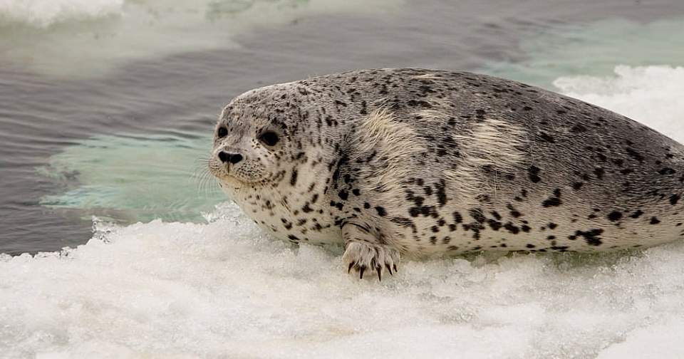 Spotted Seal ALASKA ORG