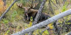 Moose Viewing near the Chena River and Fairbanks