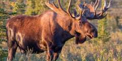 Moose Viewing at Denali National Park