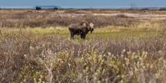 Moose Viewing near Nome