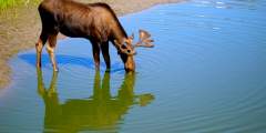 Moose Viewing in Portage Valley & Turnagain Arm