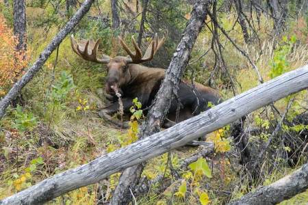 Moose Viewing near the Chena River and Fairbanks