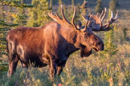 Moose Viewing at Denali National Park