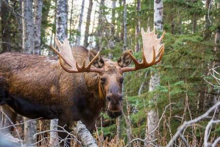 Moose Viewing at Kincaid Park