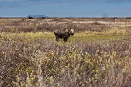Moose Viewing near Nome