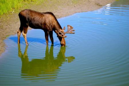 Moose Viewing in Portage Valley & Turnagain Arm