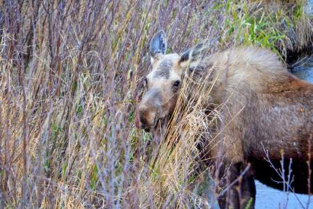 Moose Viewing at Potter Marsh