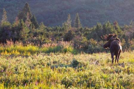 Moose Viewing at Powerline Pass