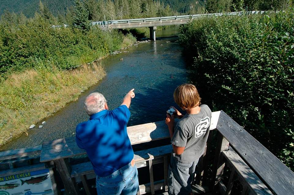 Williwaw Creek offers exceptionally good conditions for watching coho, sockeye and chum salmon spawning in action.