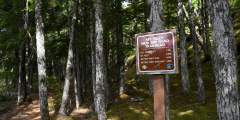 Mount Riley Trail