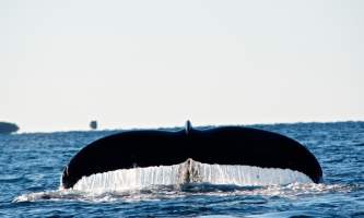 Sitka whalefest alaska fluke whale fest