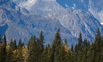 Alaska bear camp nat hab 4