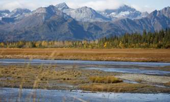 Alaska bear camp nat hab 10