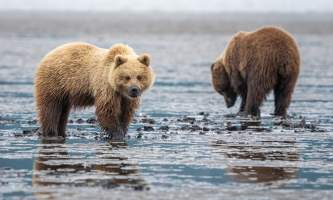 Alaska bear camp nat hab 31