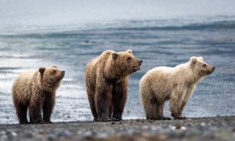 Alaska bear camp nat hab 32