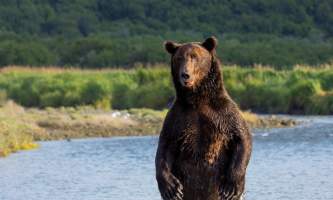 Alaska bear camp nat hab 33