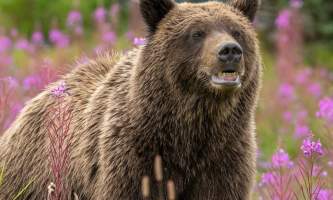 Alaska bear camp nat hab 41