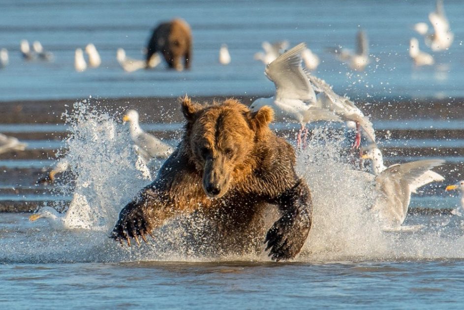 Brown Bears - Lake Clark National Park & Preserve (U.S. National Park  Service)